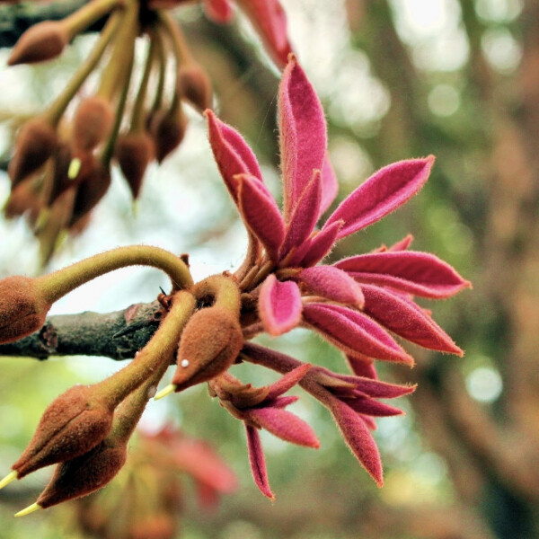 Ноты в ароматах